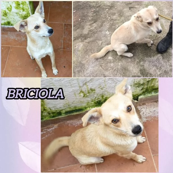 BRICIOLA TAGLIA PICCOLA 