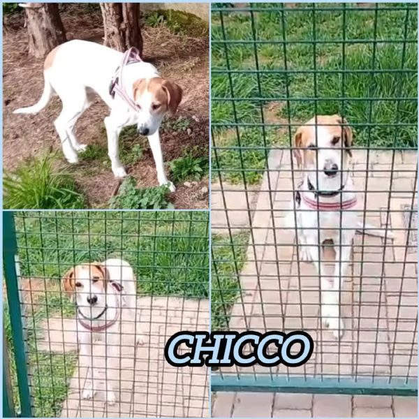 UNA FAMIGLIA PER CHICCO