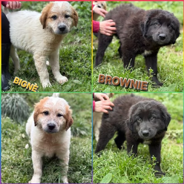 MERAVIGLIE CERCANO CASA 