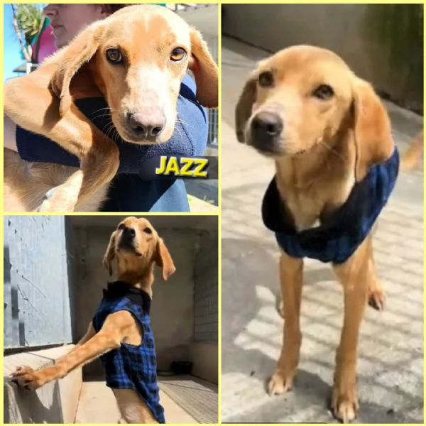 UNA MAMMA PER JAZZ
