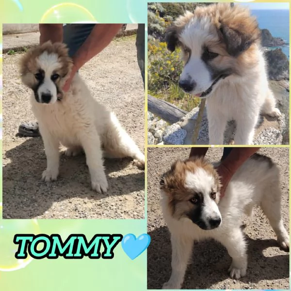 UNA MAMMA PER TOMMY | Foto 0