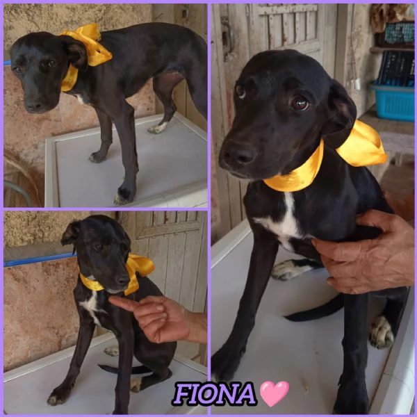 UNA MAMMA PER FIONA