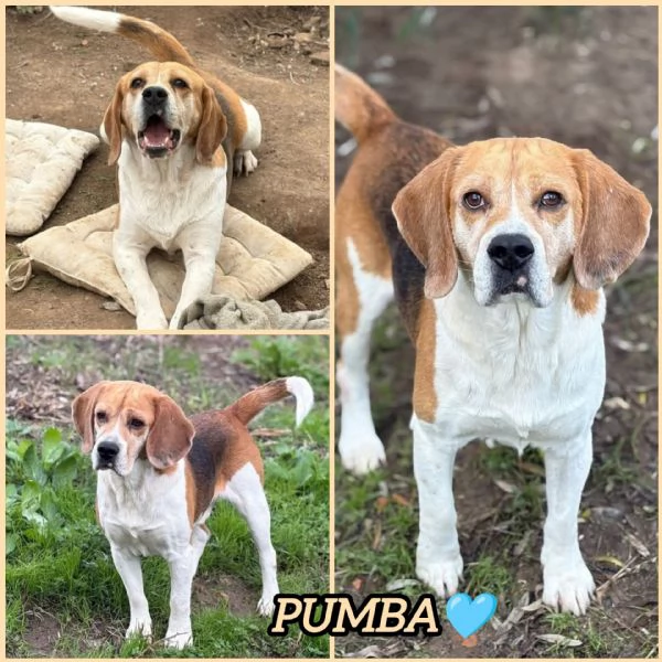 ADOZIONE DEL CUORE PER IL DOLCE BEAGLE PUMBA 