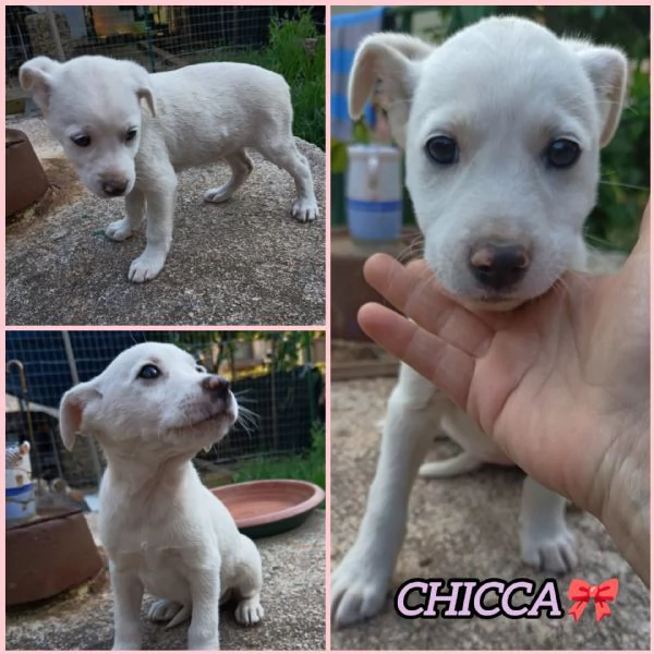UNA MAMMA PER CHICCA