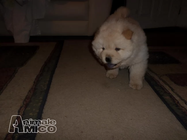  cuccioli di chow chow