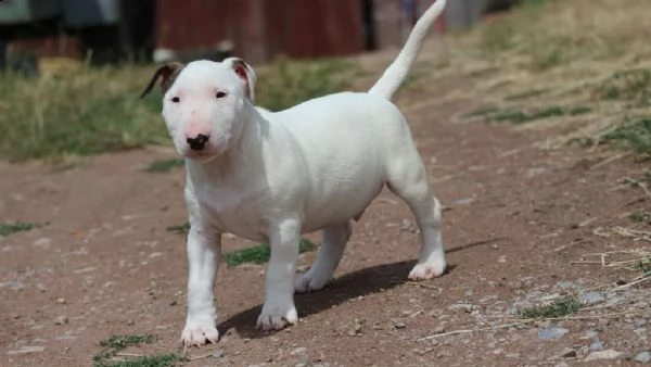 bull terrier di alta genealogia | Foto 2