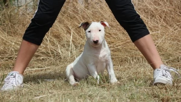 bull terrier di alta genealogia | Foto 1