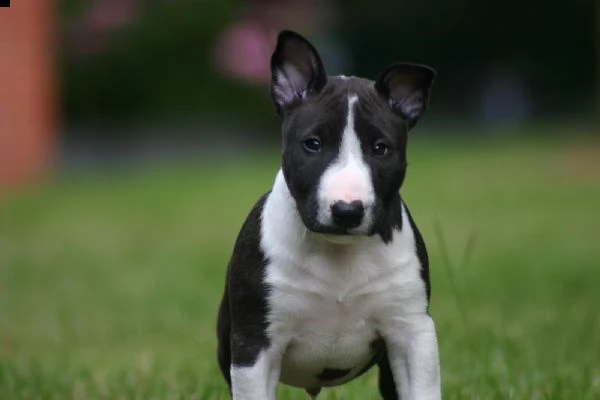 bull terrier di alta genealogia