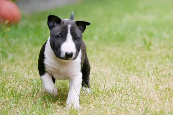 bull terrier di alta genealogia | Foto 0