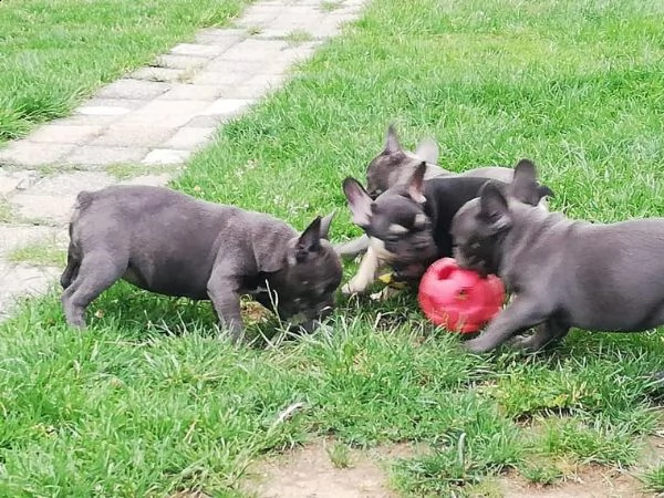 cuccioli bulldog francese blu tan occhi blu | Foto 6