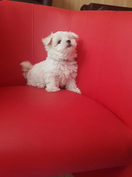 cuccioli maltesi mini toy | Foto 1