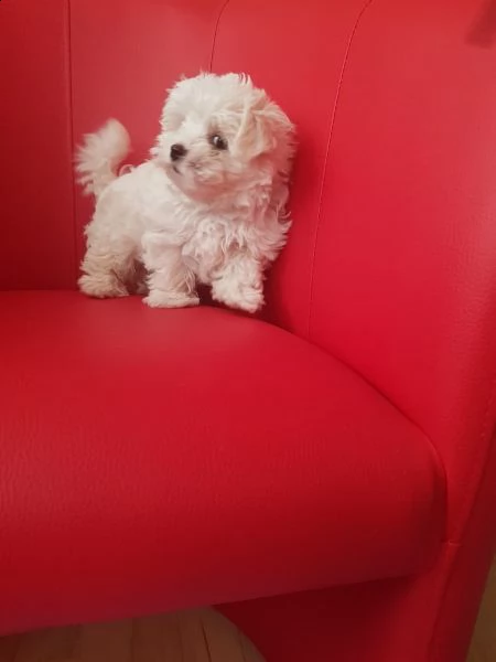 cuccioli maltesi mini toy | Foto 0