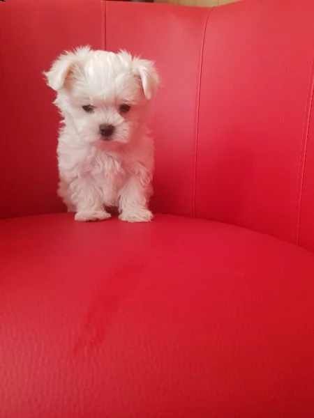 cuccioli maltesi mini toy
