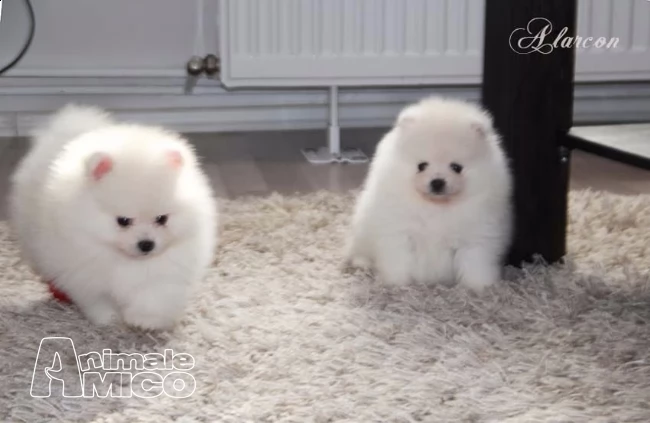 cuccioli di volpino pomerania rossi o bianchi