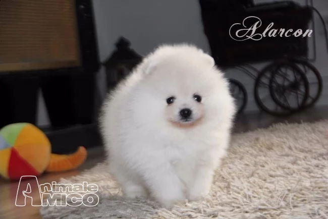 cuccioli di volpino pomerania rossi o bianchi | Foto 1