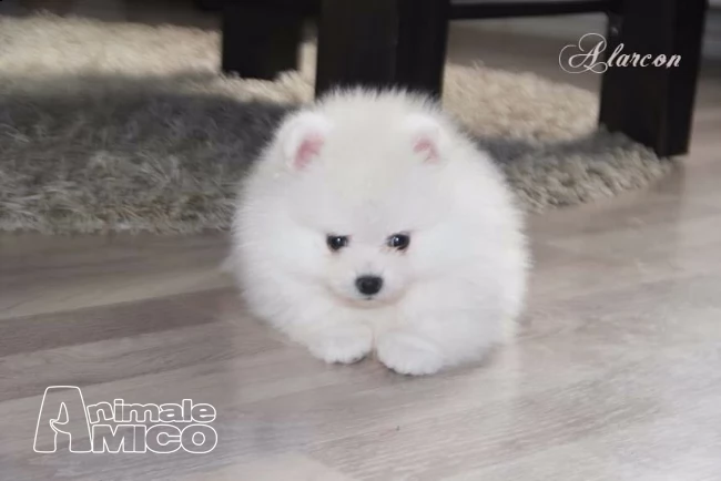 cuccioli di volpino pomerania rossi o bianchi | Foto 0