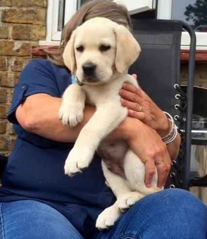 labrador cuccioli color cioccolato e miele | Foto 2