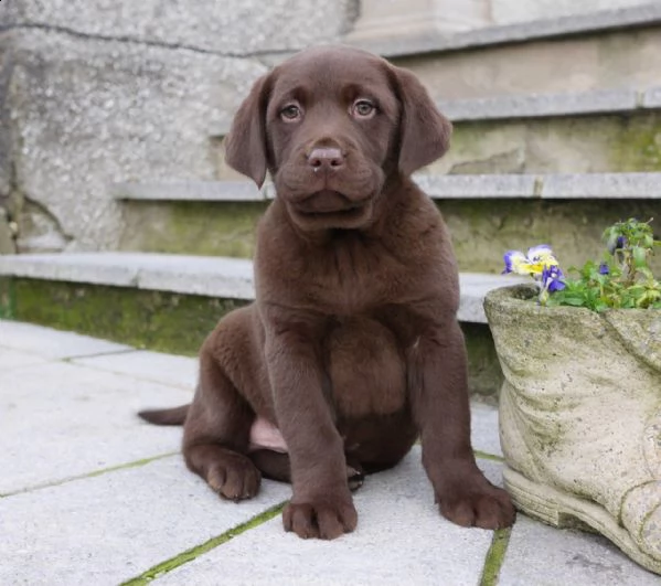 labrador cuccioli color cioccolato e miele