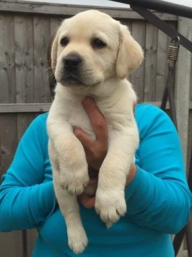 labrador cuccioli color cioccolato e miele | Foto 0