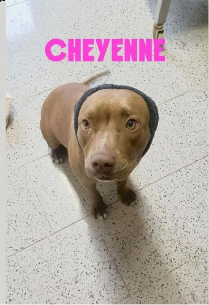 cheyenne in adozione  | Foto 1