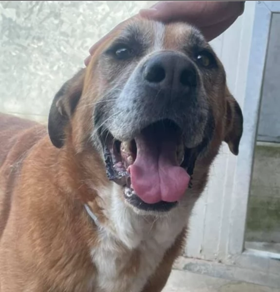 ugo in adozione  | Foto 6