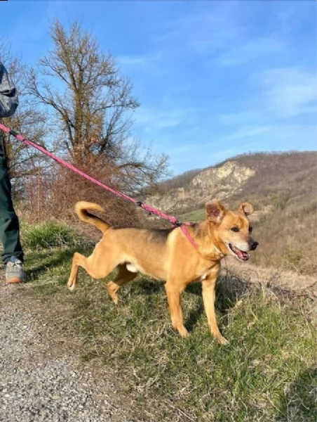 ciccio in adozione  | Foto 3