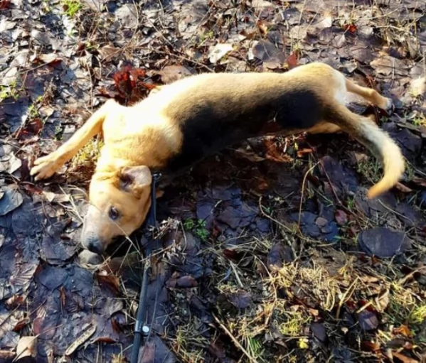 ciccio in adozione  | Foto 0