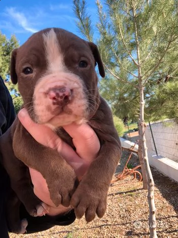 cuccioli di pitbull