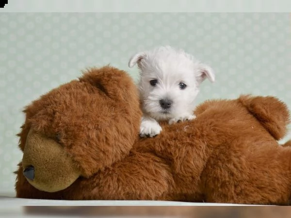 adorabili west highland white terrier