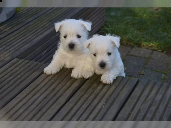 adorabili west highland white terrier | Foto 0