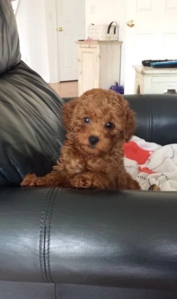  cuccioli di barboncino toy 