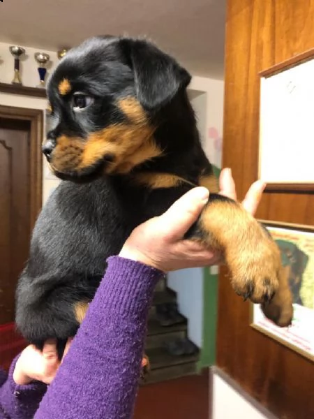 rottweiler cuccioli | Foto 0