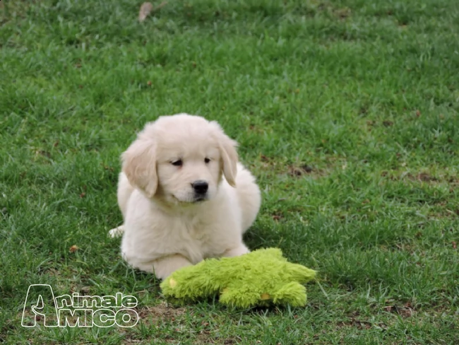 cucciolata golden retriever all bosco dei saggi