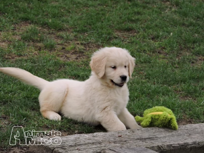 cucciolata golden retriever all bosco dei saggi | Foto 2