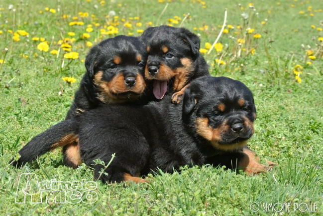 Vendita Cucciolo Rottweiler Da Privato A Livorno Vendo Cuccioli