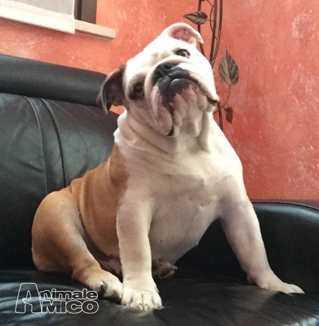 Vendita Cucciolo Bulldog Da Privato A Reggio Emilia Bulldog Inglese