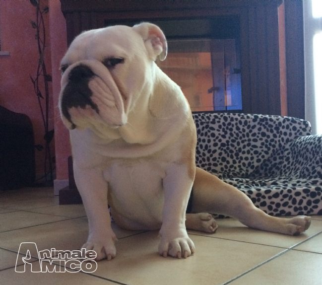 Vendita Cucciolo Bulldog Da Privato A Reggio Emilia Bulldog Inglese