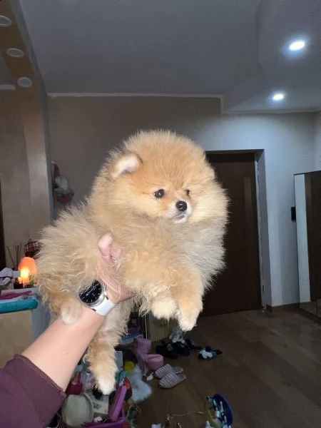 volpino toy pomerania spitz tedesco nano vt | Foto 0