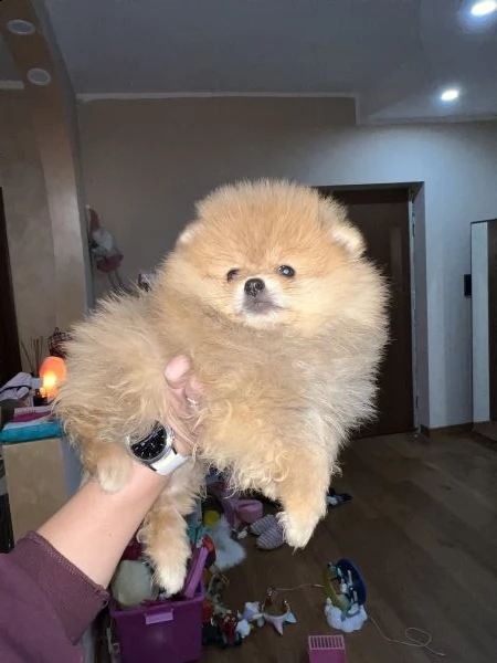 volpino toy pomerania spitz tedesco nano vt