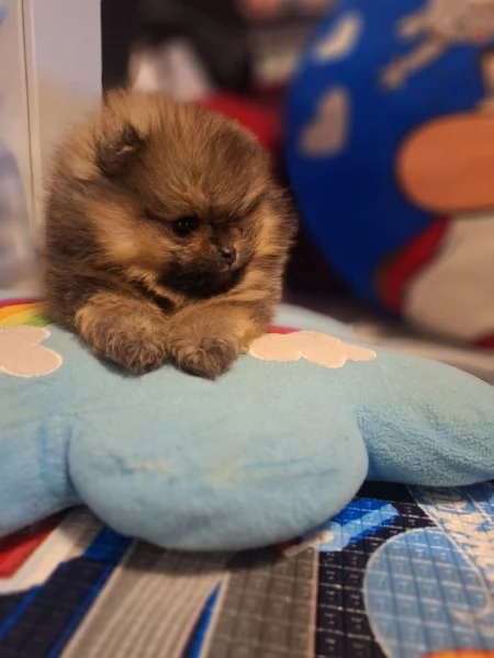 Cuccioli di pomerania  | Foto 3