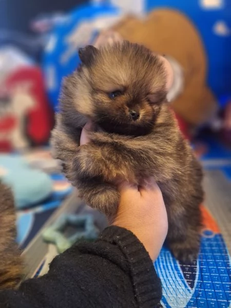 Cuccioli di pomerania 