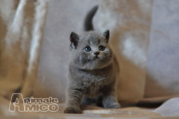 Vendita Cucciolo British Da Privato A Milano Regalo Gattini British