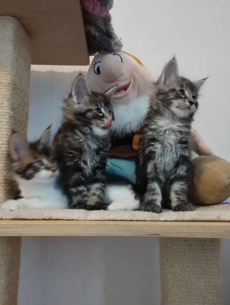 Cuccioli Maine Coon  | Foto 4