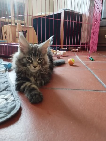 Cuccioli Maine Coon  | Foto 8