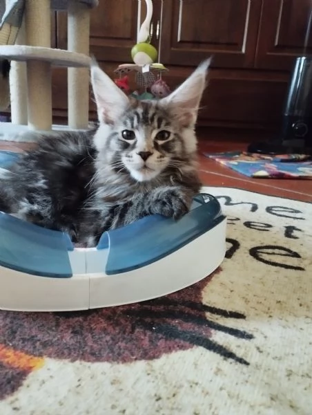 Cuccioli Maine Coon  | Foto 7
