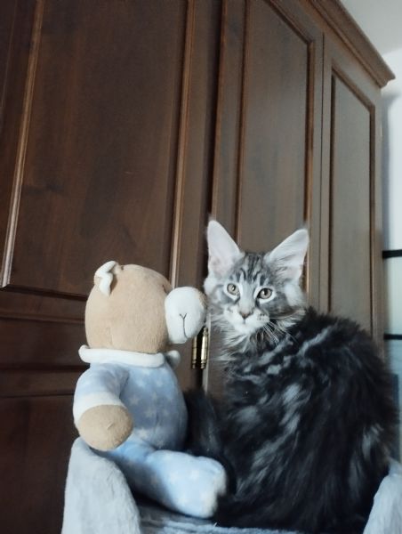 Cuccioli Maine Coon  | Foto 5