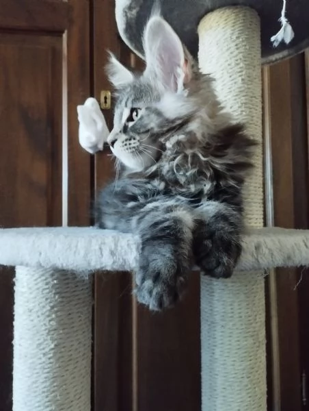 Cuccioli Maine Coon  | Foto 4
