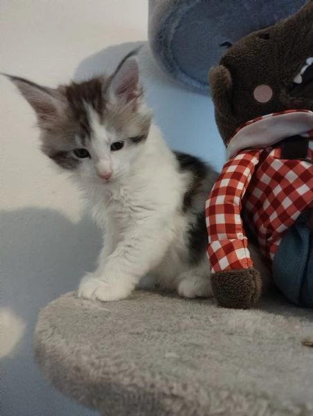 Cuccioli Maine Coon  | Foto 0
