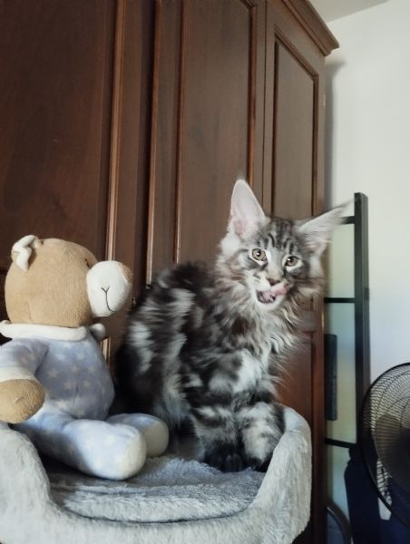 Cuccioli Maine Coon  | Foto 1
