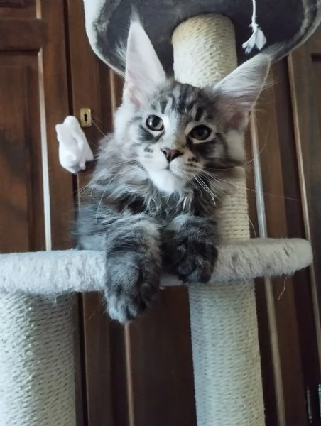 Cuccioli Maine Coon 